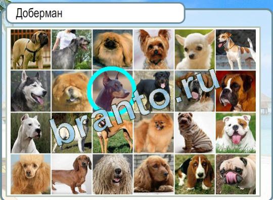 Решения на игру Горячо-Холодно Уровень 1203 Доберман