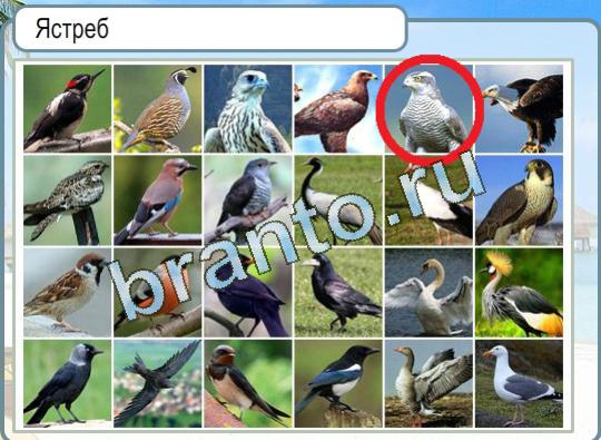 Горячо-Холодно ответы Уровень 1208 значок шевроле