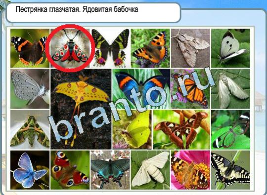 Игра Горячо-Холодно ответы Уровень 1217 бабочка Пестрянка глазчатая