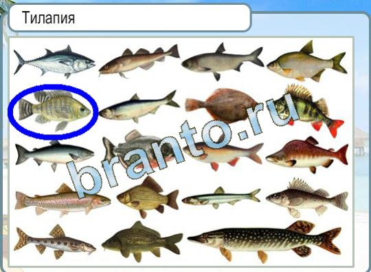 Игра Горячо-Холодно подсказки Уровень 1218 тилапия