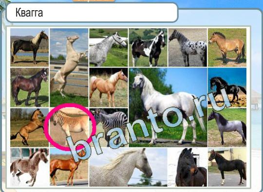 Горячо-Холодно ответы в картинках Уровень 1226 лошадь породы квагга