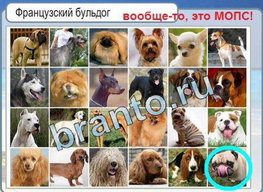 Подсказки Горячо-Холодно Уровень 1232 французский бульдог