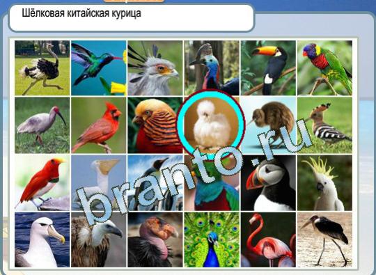 Горячо-Холодно ответы Уровень 1238 шёлковая китайская курица