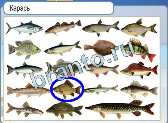 Горячо-Холодно игра подсказки Уровень 1244 карась