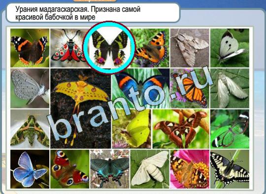 Игра Горячо-Холодно подсказки Уровень 1248 бабочка Урания мадагаскарская