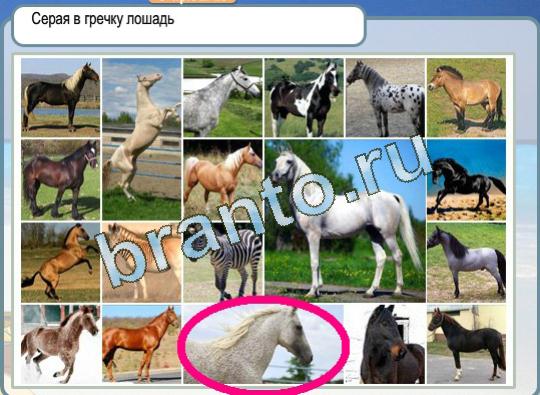 Игра Горячо-Холодно ответы Уровень 1257 лошадь серой в гречку масти