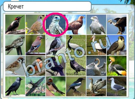 Горячо-Холодно ответы Уровень 1328 кречет