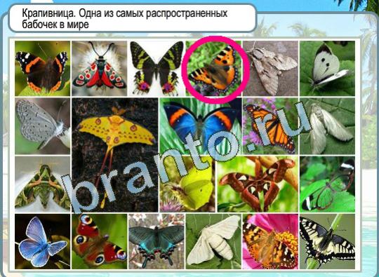 Игра Горячо-Холодно ответы Уровень 1337 бабочка крапивница