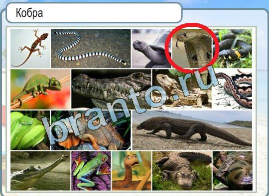 ответы на игру Горячо-Холодно Уровень 1351 Кобра