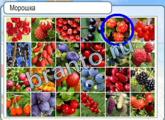 Горячо-Холодно ответы Уровень 1358 Морошка