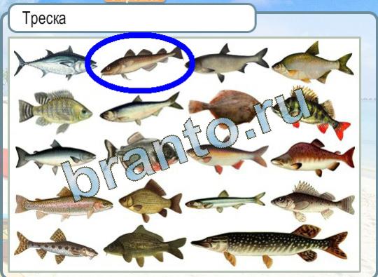 Горячо-Холодно ответы в картинках Уровень 1366 Треска