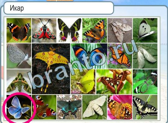игра Горячо-Холодно помощь Уровень 1369 бабочка Икар