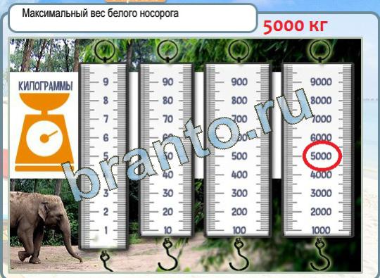 Горячо-Холодно решения Уровень 1372 вес белого носорога