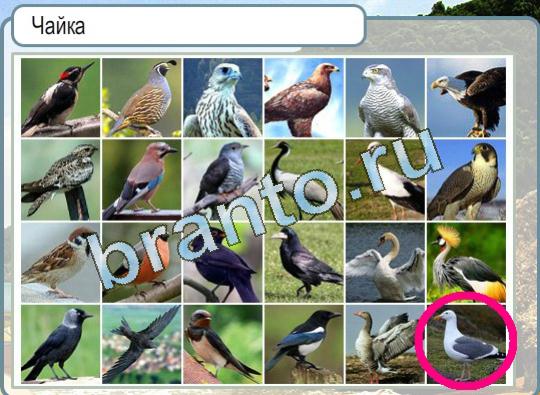 Решения на игру Горячо-Холодно Уровень 1383 чайка