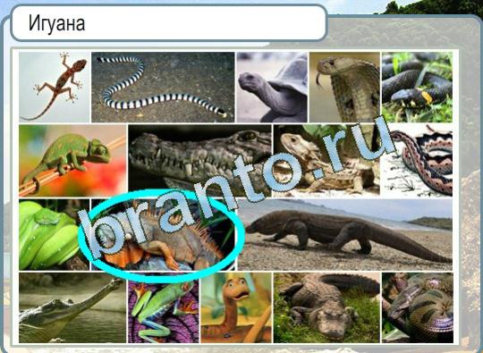 ответы на игру в одноклассниках Горячо-Холодно Уровень 1386 Игуана