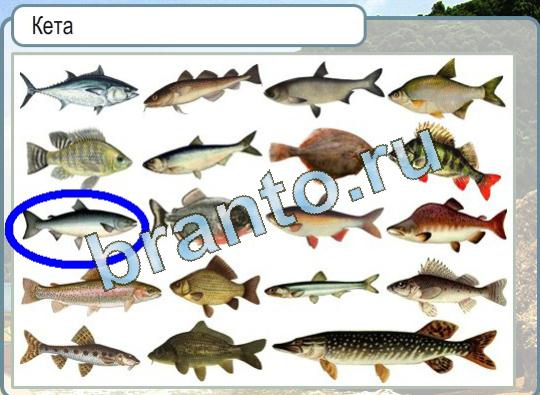 Горячо-Холодно ответы в картинках Уровень 1396 рыба кета