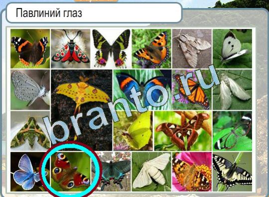Игра Горячо-Холодно подсказки Уровень 1398 бабочка Павлиний глаз