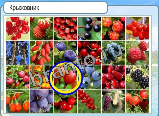 Помощь на игру Горячо-Холодно Уровень 1474 крыжовник