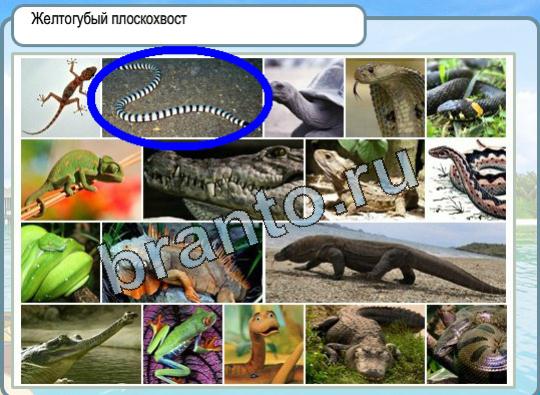 Горячо-Холодно игра ответы в одноклассниках Уровень 1477 Желтогубый плоскохвост