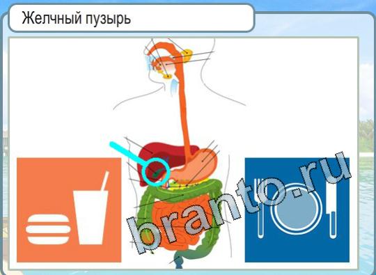 Горячо-Холодно решения Уровень 1482 Желчный пузырь на схеме