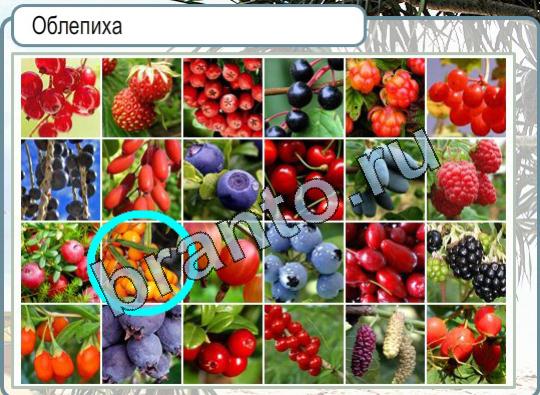 Подсказки Горячо-Холодно Уровень 1592 Облепиха