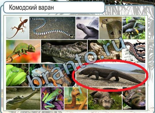 Решения на игру Горячо-Холодно Уровень 1593 комодский варан