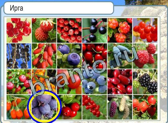 Горячо-Холодно игра ответы в одноклассниках Уровень 1627 Ирга