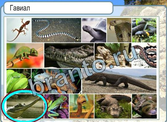 Горячо-Холодно ответы Уровень 1628 Гавиал
