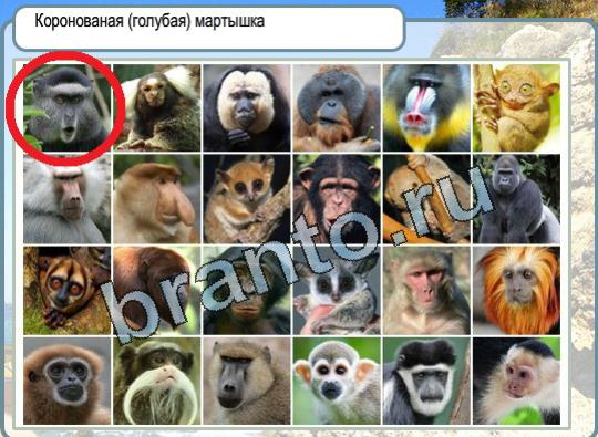Игра Горячо-Холодно ответы Уровень 1637 Коронованная голубая мартышка