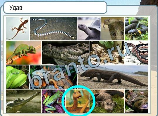Горячо-Холодно игра ответы в одноклассниках Уровень 1657 Удав