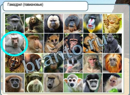 игра Горячо-Холодно помощь Уровень 1669 Гамадрил