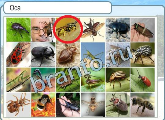 ответы на игру Горячо-Холодно Уровень 1711 оса