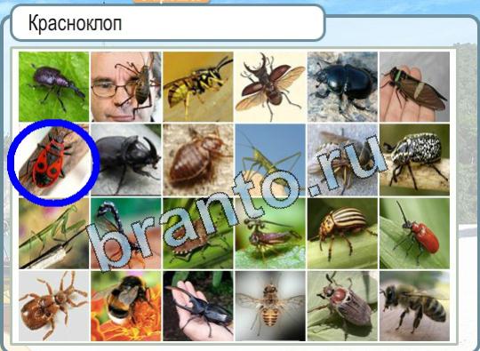 Горячо-Холодно решения Уровень 1722 Красноклоп