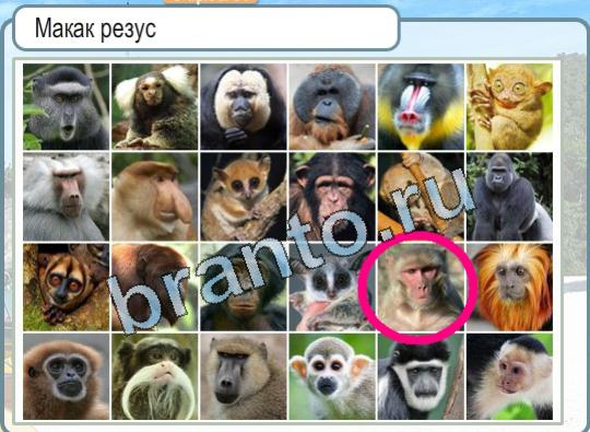 Игра Горячо-Холодно ответы Уровень 1727 Макак резус