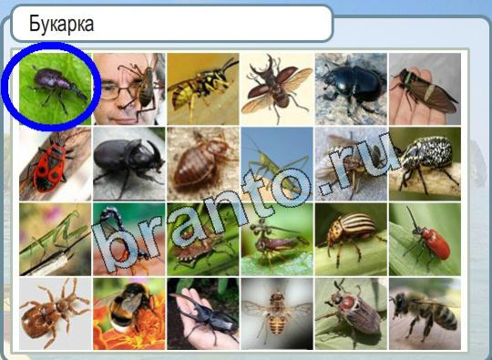 Горячо-Холодно ответы Уровень 1748 букарка