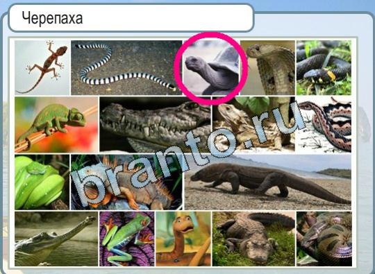 Горячо-Холодно решения Уровень 1752 Черепаха