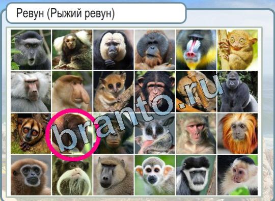 ответы к игре Горячо-Холодно Уровень 1775 Рыжий ревун