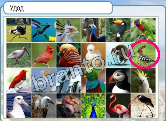 ответы на игру в одноклассниках Горячо-Холодно Уровень 1776 Удод