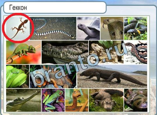 Горячо-Холодно игра помощь Уровень 1785 Геккон