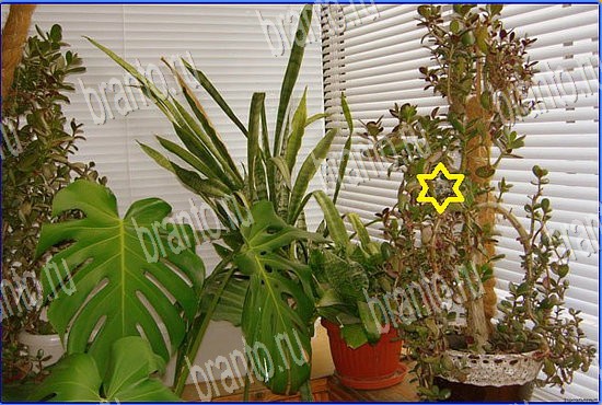 подсказки Найди кота Уровень 2522