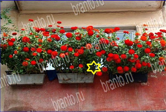 решения на игру Найди кота Уровень 2523