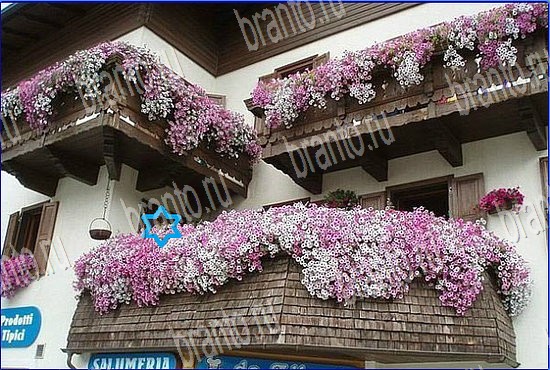 ответы на игру Найди кота Уровень 2533