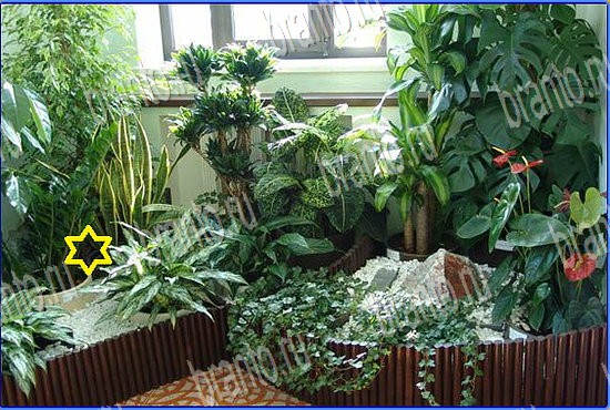 решения на игру Найди кота Уровень 2539