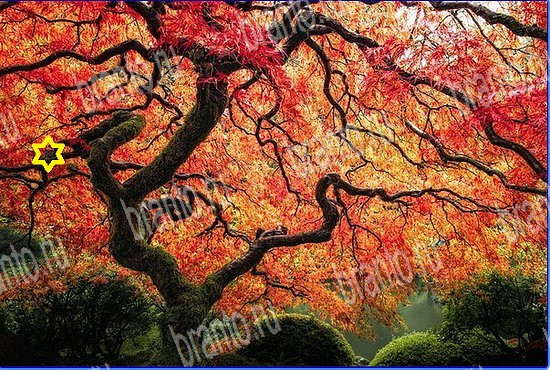 Игра Найди кота в Одноклассниках ответы Уровень 2557