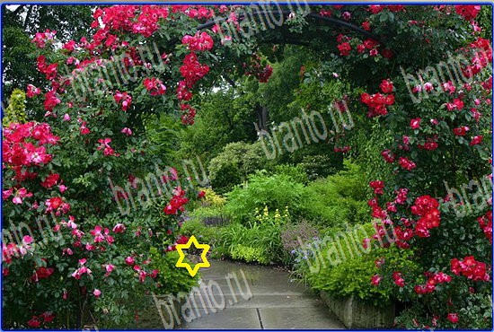 Найди кота игра в Одноклассниках подсказки Уровень 2559