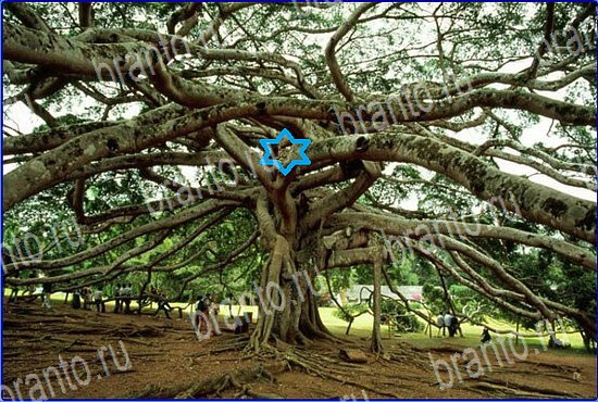 сборник ответов на игру Найди кота Уровень 2568