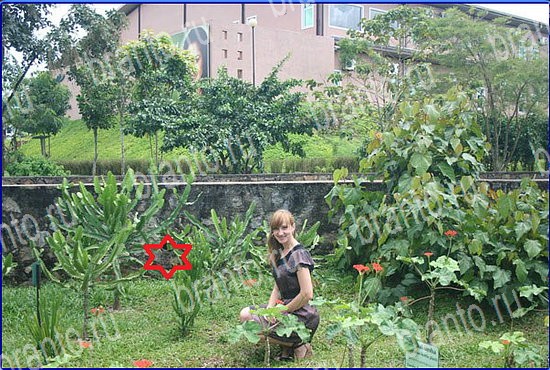 ответы на игру Найди кота Уровень 2574