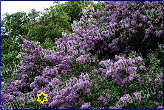 ответы на игру Найди кота Уровень 2578