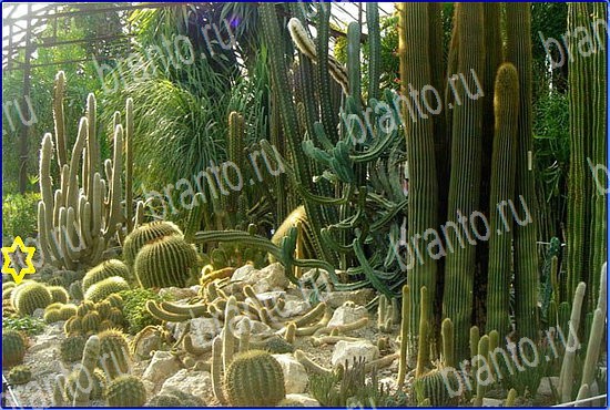 решения на игру Найди кота Уровень 2579