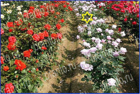 відповіді на игру Найди кота Уровень 2583